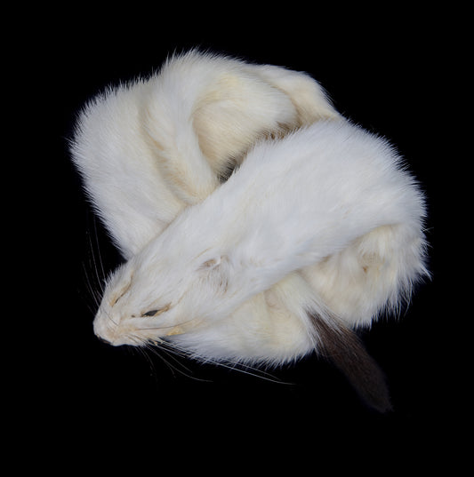 Ermine (Long Tail Weasel)